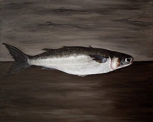 Mullet Fish by Kelly Lane